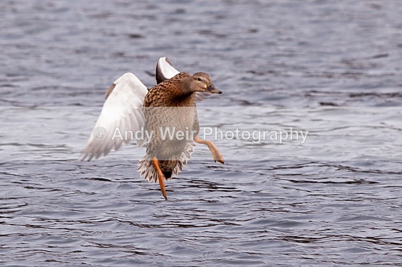 20120303-_MG_8959 - Mallard