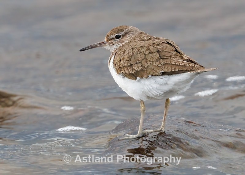 Common Sandpiper - Latest Images