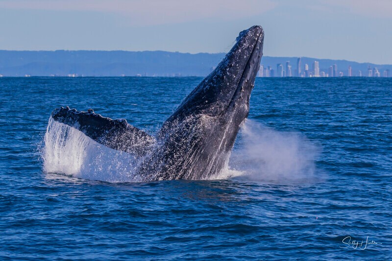 0A3A3320 - 2024 Whale Photos