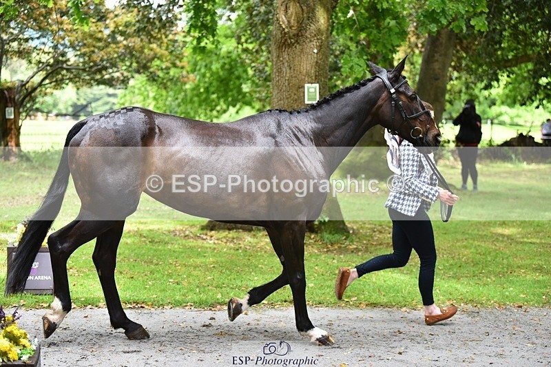 240522-153942-00512 - 372-PENCOS_CROWN_JEWEL-Millie_Juleff