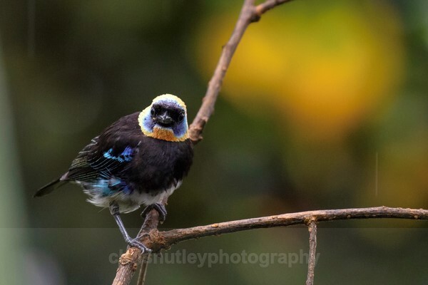  - Birds of Costa Rica and Mauritius
