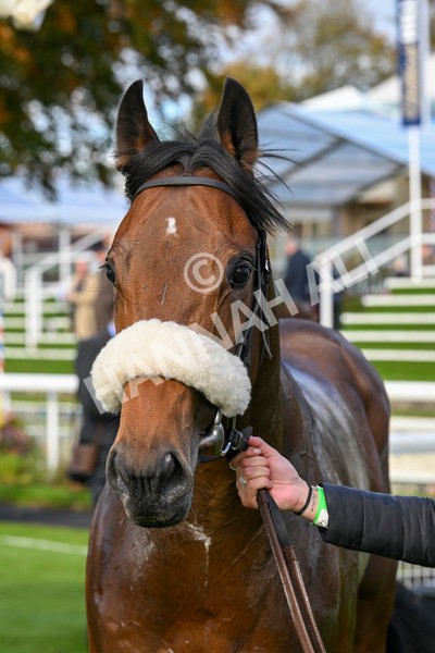 111024-Race 4-End Of Story-1895 - Race 4 3.10pm Parsonage Hotel And Cloisters Spa Nursery Handicap