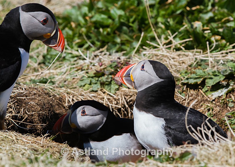 Astland Photography, Bird and Wildlife Images, Susan and Peter Wilson, U.K.