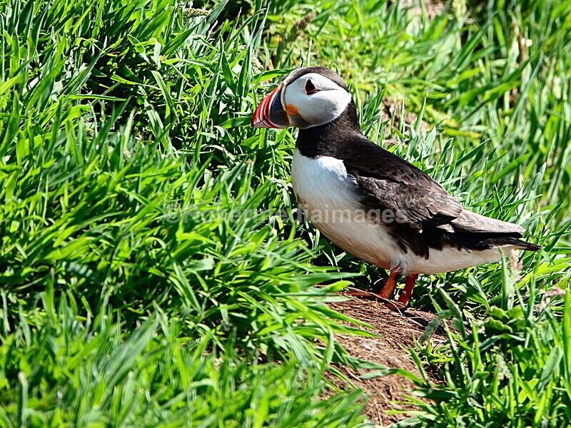 DSC00290 - Skomer 2019