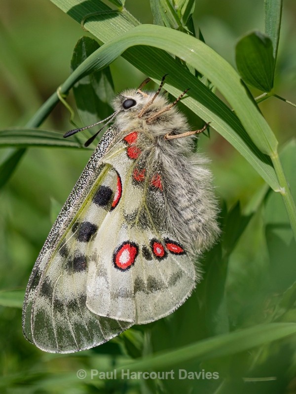 Apollo or mountain Apollo (Parnassius apollo) - Insects, Spiders and other Animals