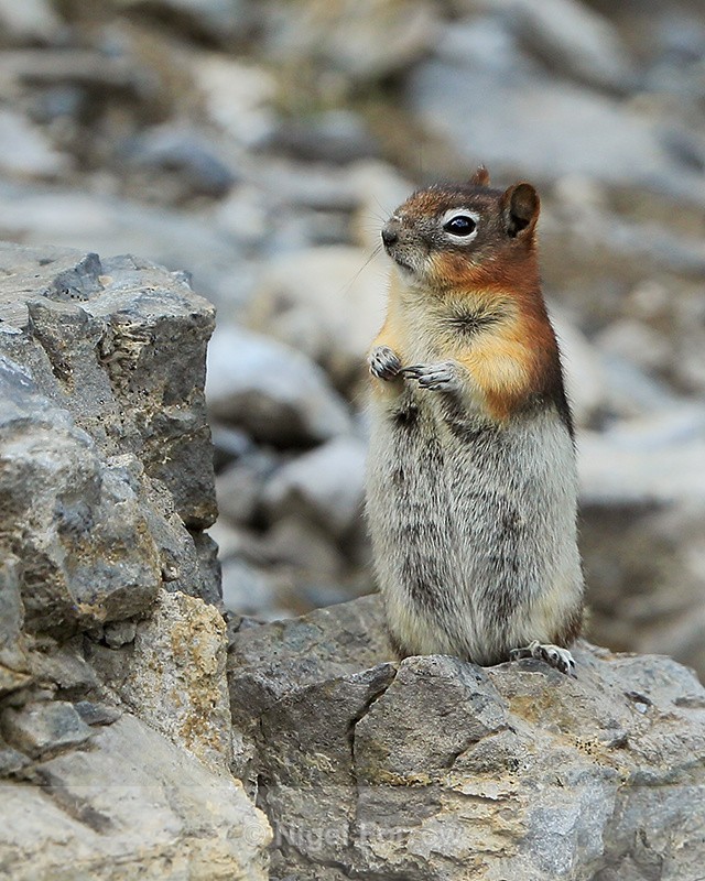 Golden-mantled Ground Squirrel standing upright, Sulphur Mountain - Squirrel