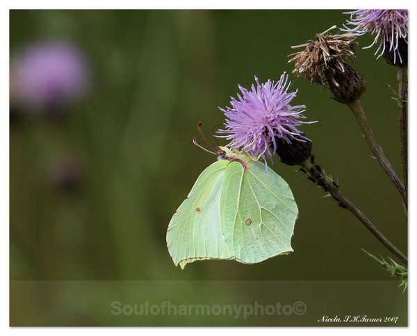Brimstone - Invertebrate's Macro