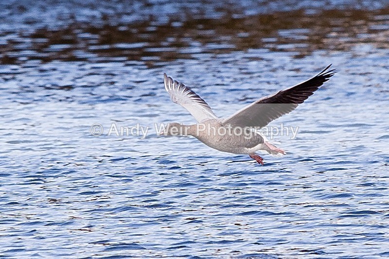 20120303-_MG_9116 - Pink-footed Goose