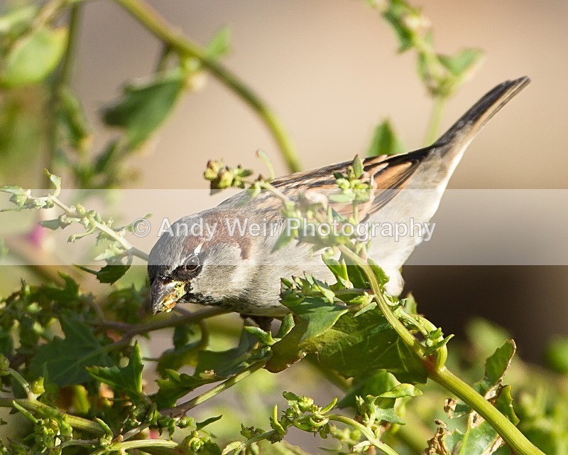 20110926-_MG_6973 - House Sparrow