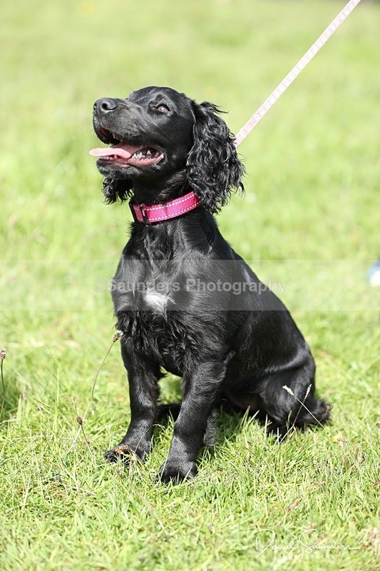 SPXX0557 - Dog show