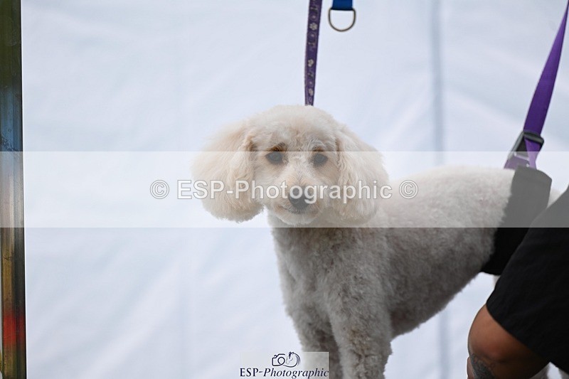 240525-114716-12621 - Candid and Saturday Hobby Horse