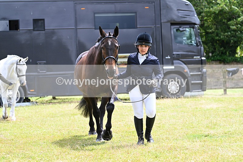 WJ7_6913 - Class 5a Most Handsome Gelding in Hand