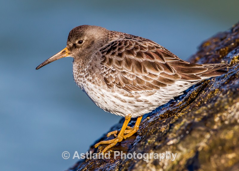 Astland Photography, Bird and Wildlife Images, Susan and Peter Wilson, U.K.
