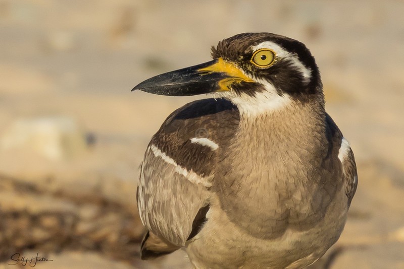 Beach-Stone Curlew