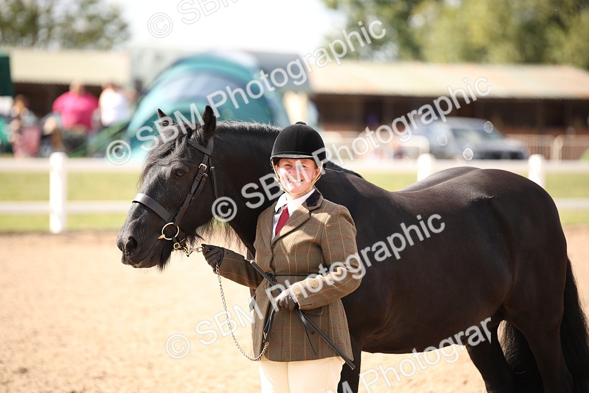 SBM_03436 - Class 18 Handsomest Gelding (IH or Ridden)