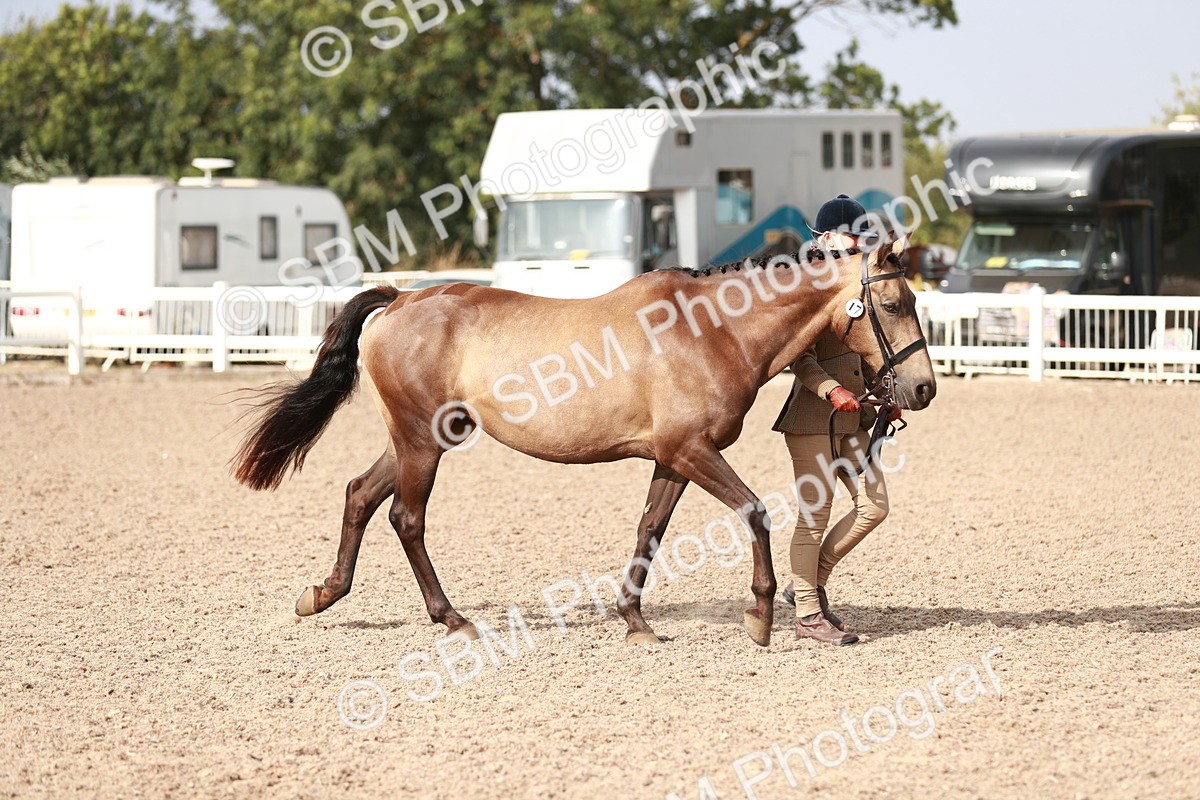 SBM_11018 - Class 205 IH Show Pony/ Show Hunter Pony