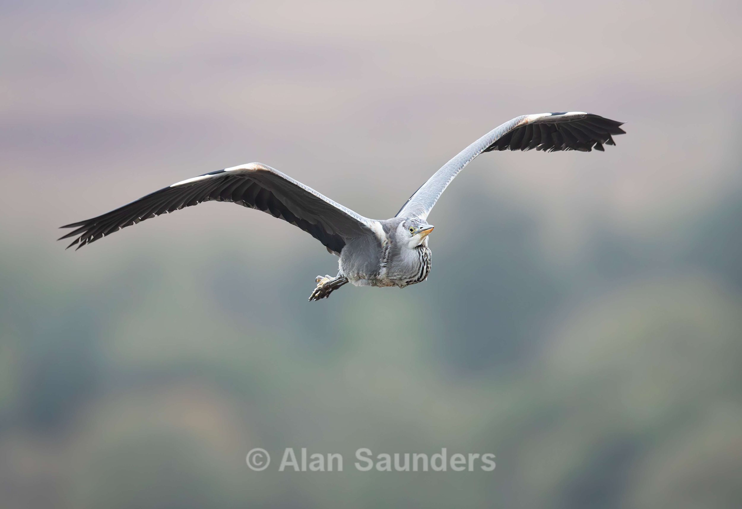 Grey Heron 23