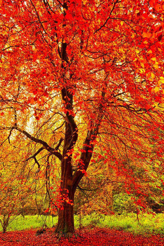 Golden Leaves at Hamsterly.   ref 9531 - County Durham
