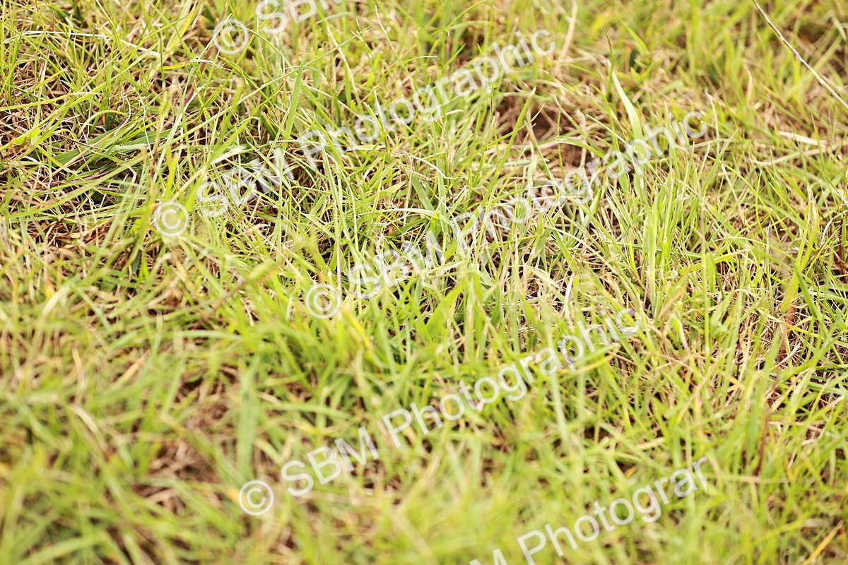 SBM_06080 - Class 39-41 TGCA In Hand and Ridden