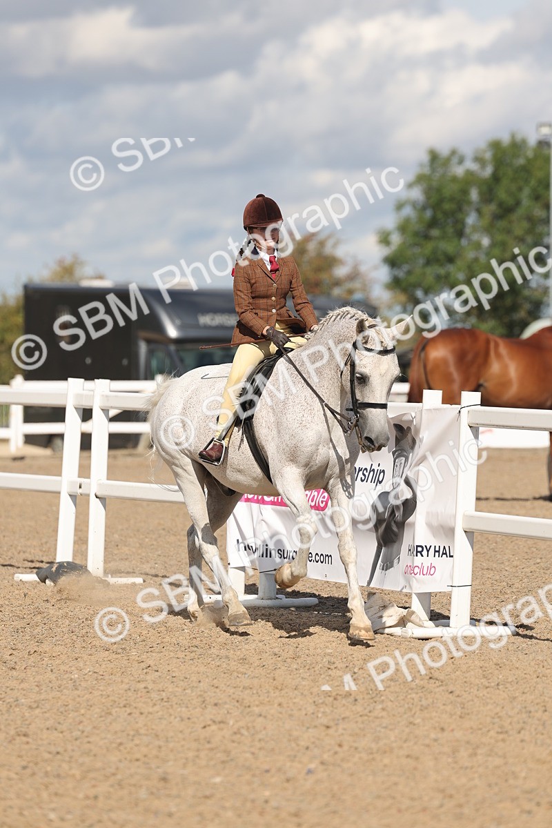 SBM_13176 - Class 306 - Ridden Foreign Breds - Part Bred