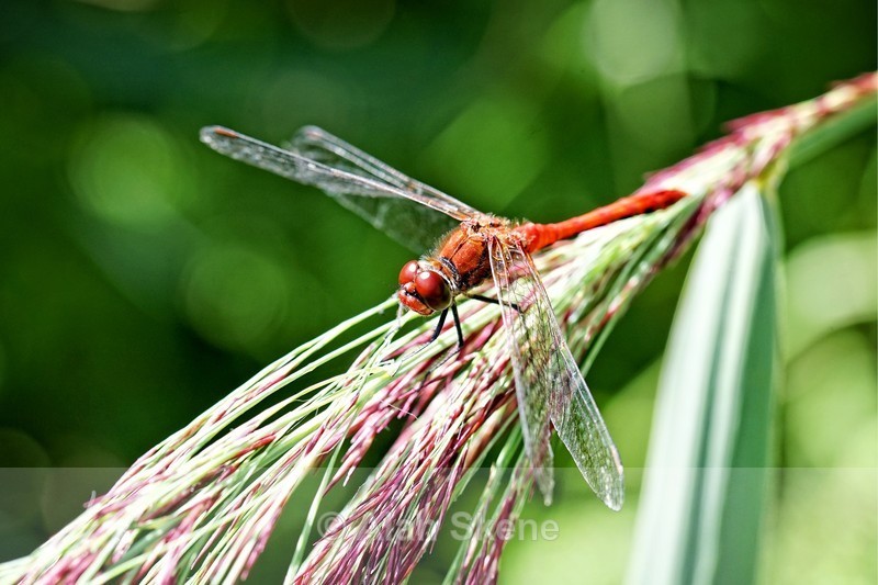 DSC05506 - Fauna