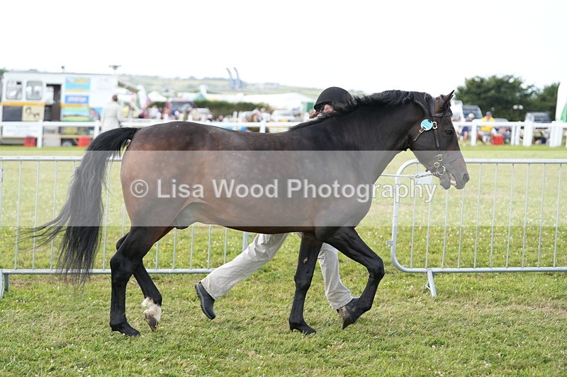 DSC05696 - Class 51: NPS M&M 4 years and over Large Breeds
