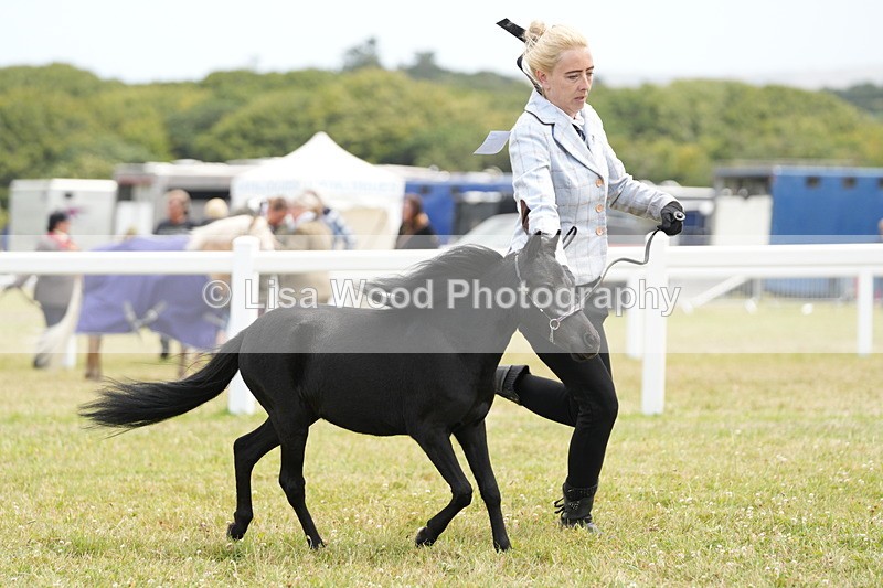 DSC06477 - Class 56: Miniature Horse 1, 2 & 3yr olds