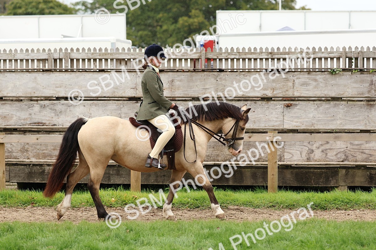 SBM_69515 - S62 - Mountain & Moorland Ridden Large Breeds
