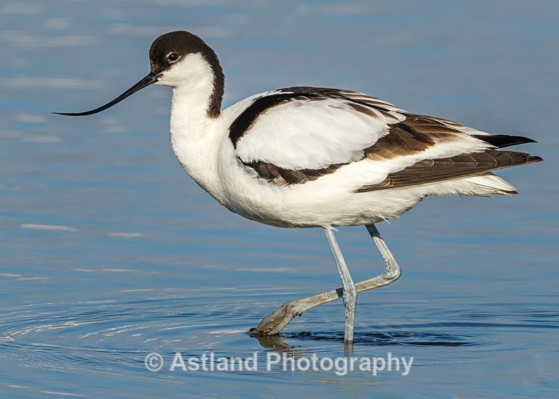Astland Photography, Bird and Wildlife Images, Susan and Peter Wilson, U.K.