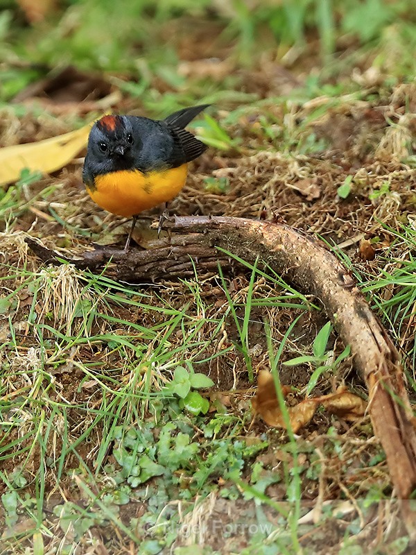 Slate-throated Redstart, Costa Rica - Slate-throated Redstart