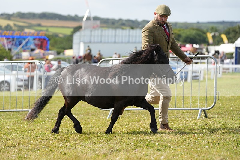 DSC05233 - Class 49: NPS Shetland 4 years and over