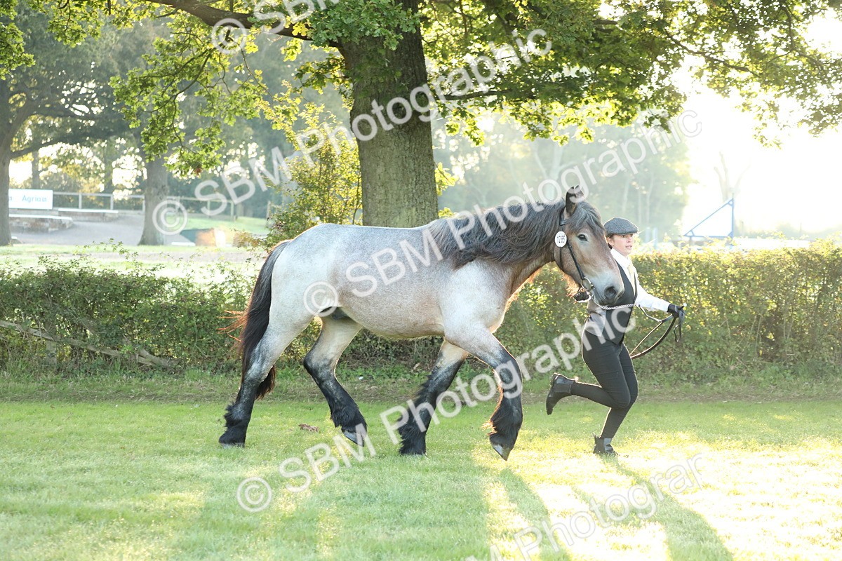 SBM_57803 - S42 - Youngstock