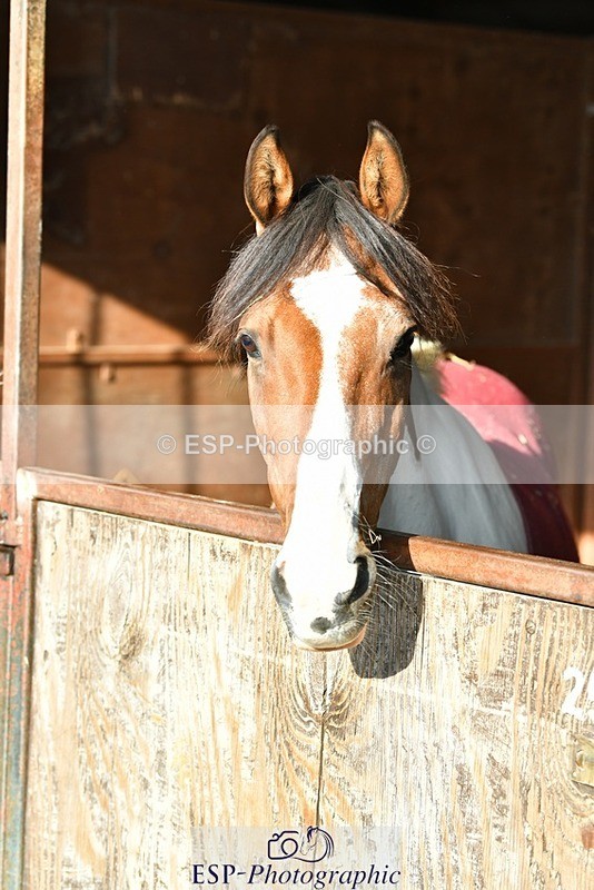 230817-082720-02387 - Stable Shots