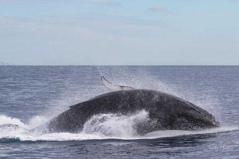 Belly First Landing. 0A3A1486 - 2025 Whales