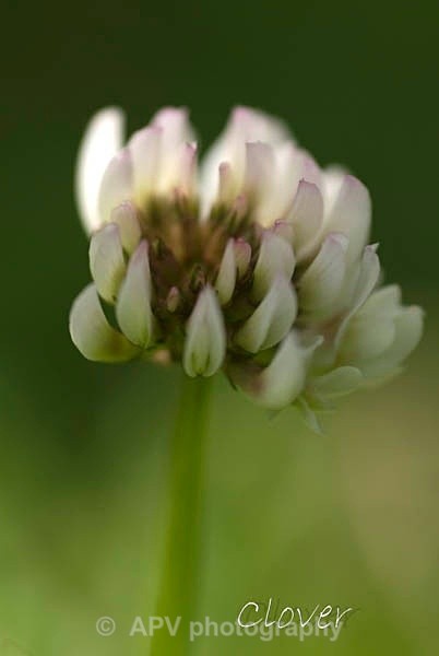 66 - Petals and Leaves