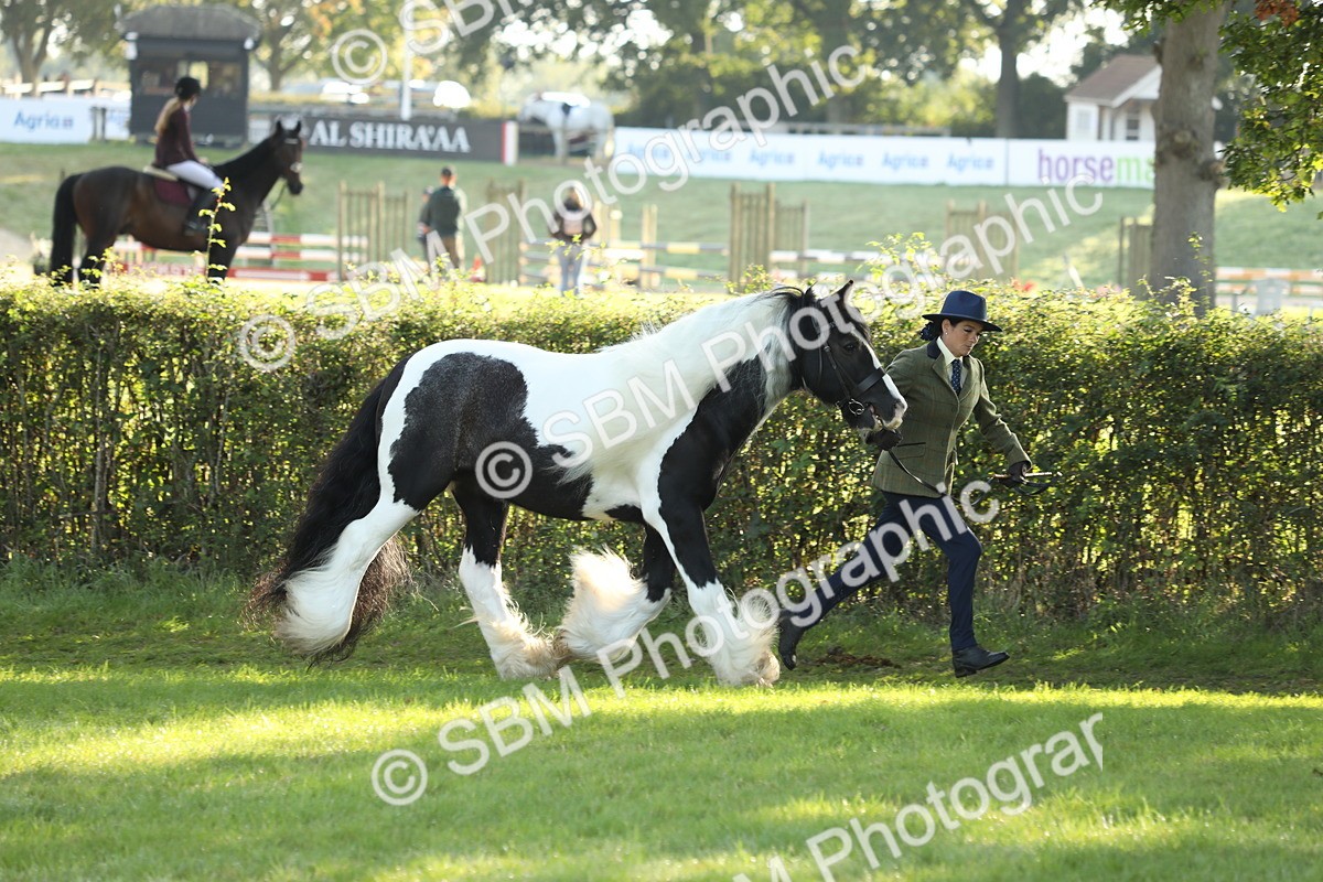SBM_60848 - S43 - Coloured Pony In Hand