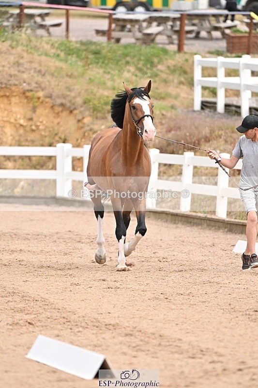 250716-150716-01644 - Trot Up 2.30 to 3.30