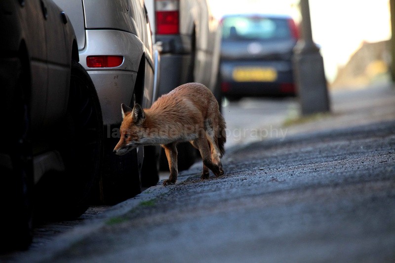  - Urban Foxes, Bristol, Great Britain