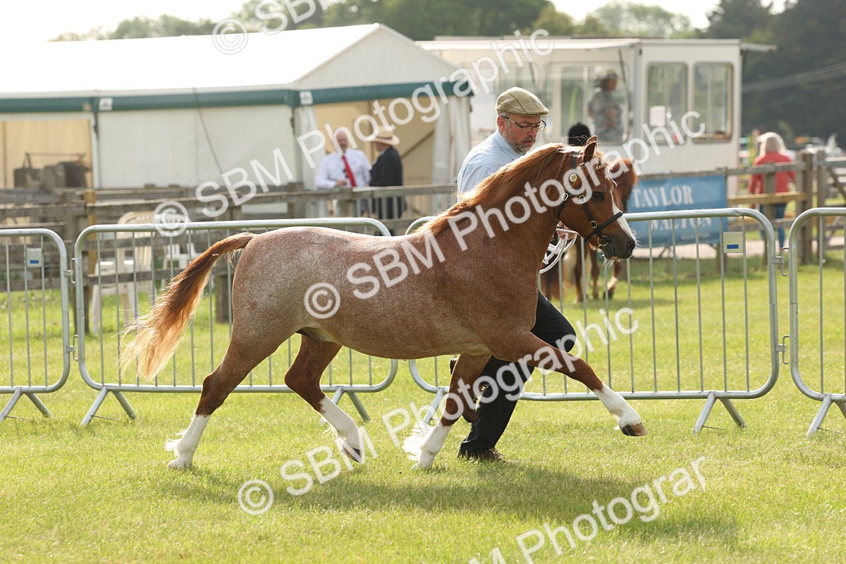 SBM_00466 - Class 6-13 - Mountatin and Moorland In Hand Welsh Breeds