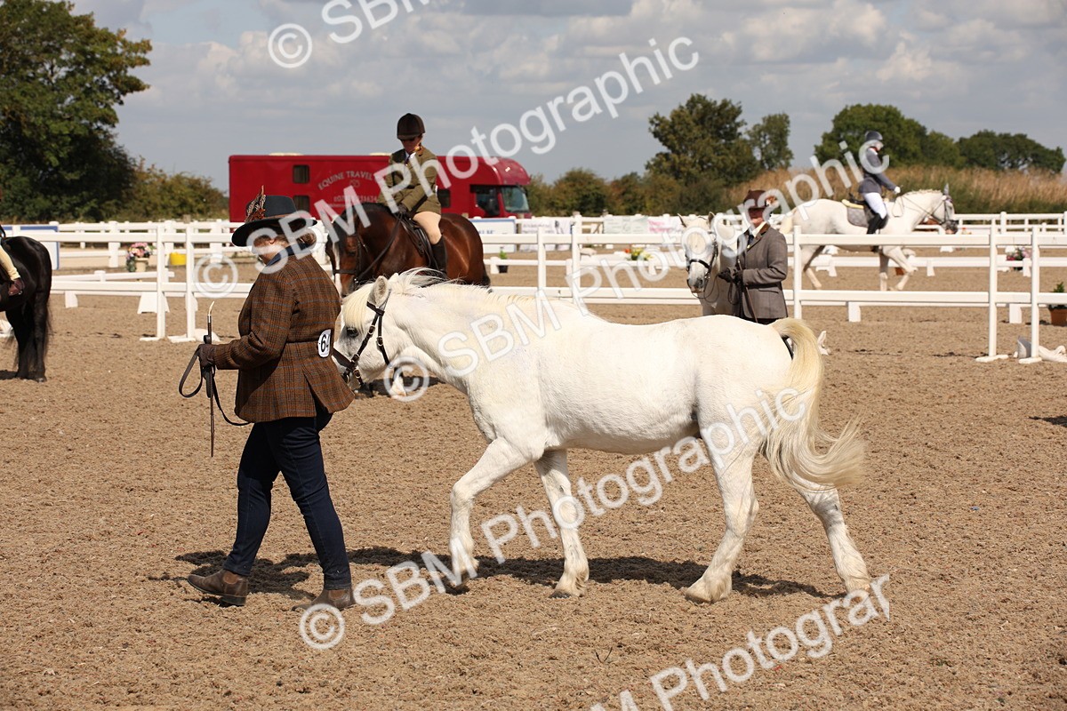SBM_03414 - Class 18 Handsomest Gelding (IH or Ridden)