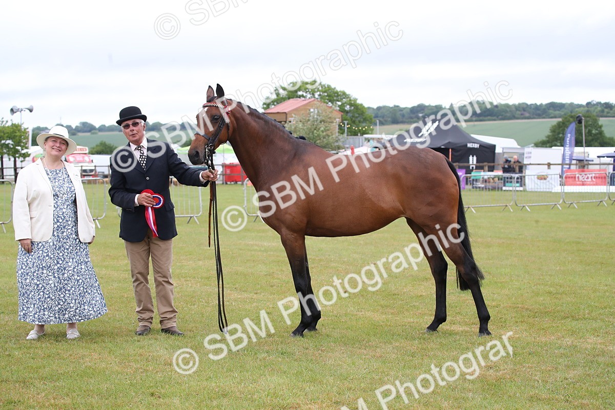 SBM_00228 - Class 17-20 - Arab & Part Bred - Anglo Arab In Hand