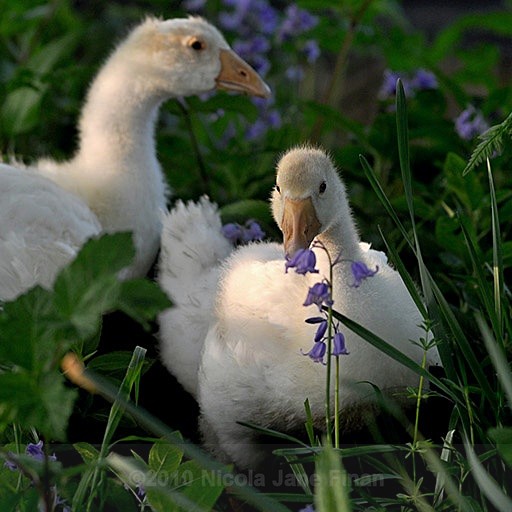 169jpg - Animals