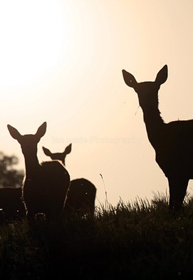 Red deer at sunset _ S171 - Wildlife, Mammal Photography, Great Britain