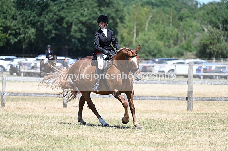 WJ7_3024 - Class 7 Riding Club Show Horse