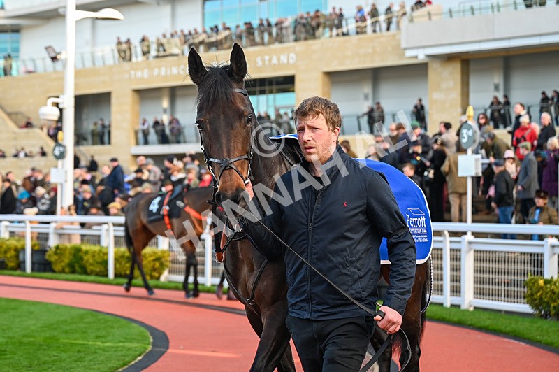 141224-Race 3-Regal Renaissance-0535