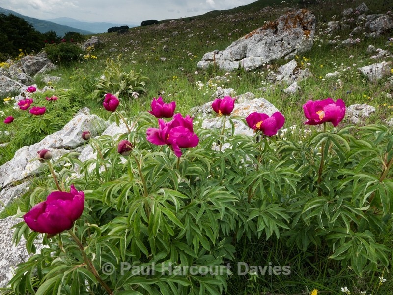 Peony  (Paeonia officinalis) - Flowers in the Landscape - 2