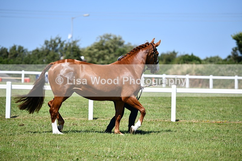 DSC_6747 - Class 57: Hunter/Riding Horse/Hack 1, 2 & 3 yr olds