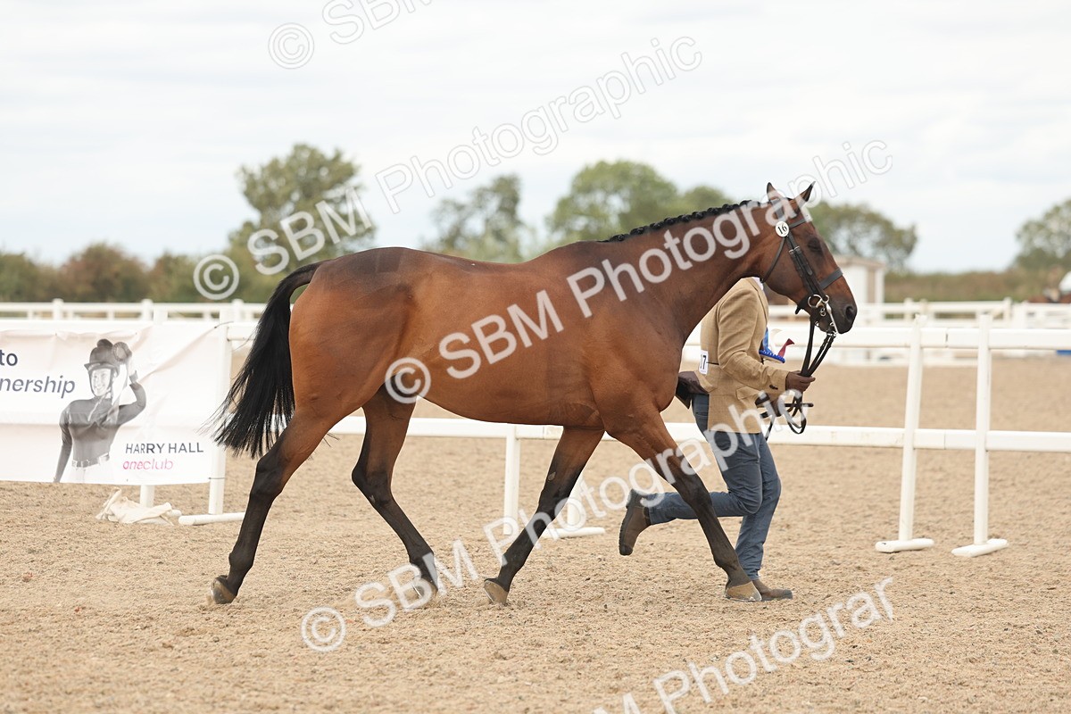 SBM_17169 - Class 313 - IH Retired Racehorse