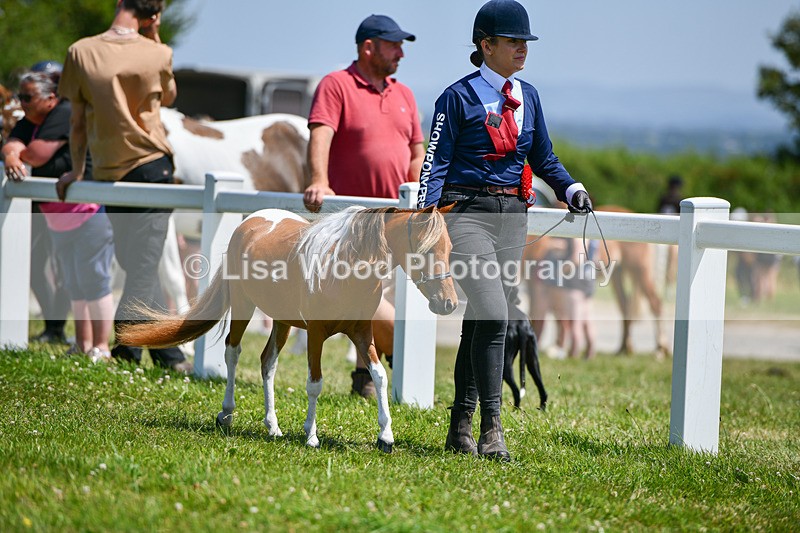 DSC_7236 - Miniature Horse Championship