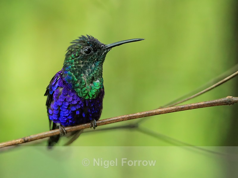 Violet-crowned Woodnymph (male), Panama - Violet-crowned Woodnymph